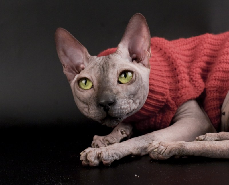 Сфинкс котенок