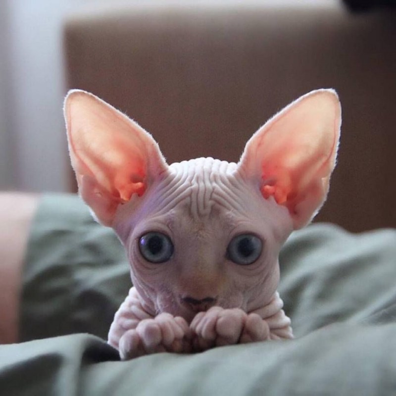 Коты сфинксы