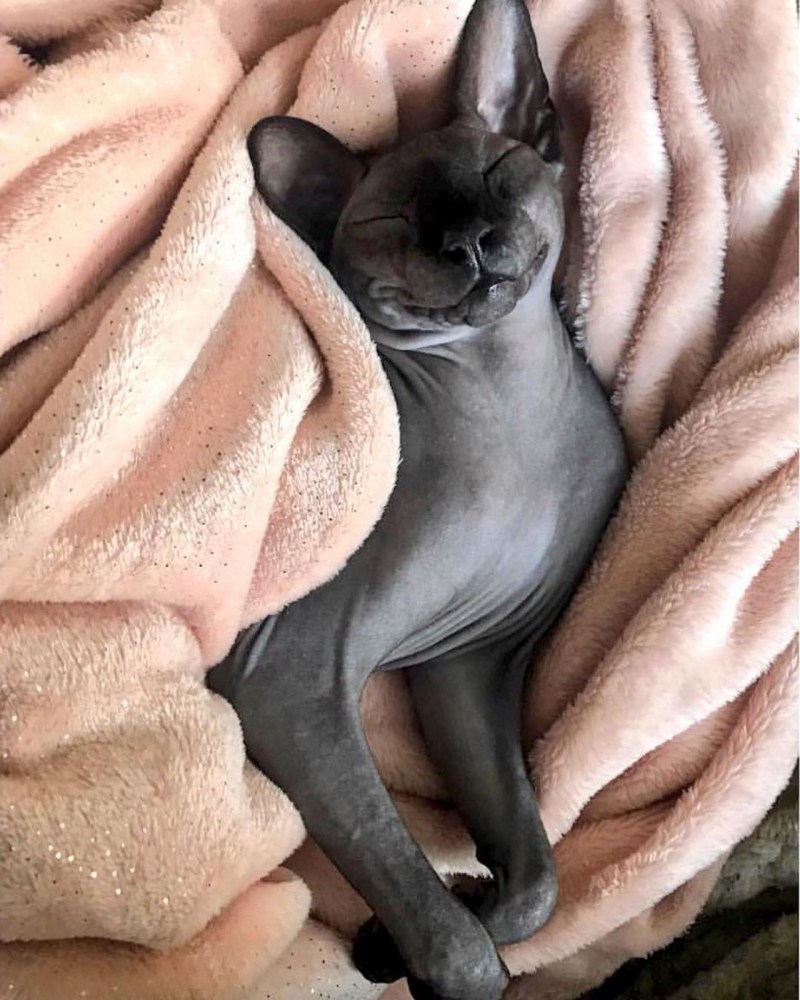 Лысые кошки сфинкс котята