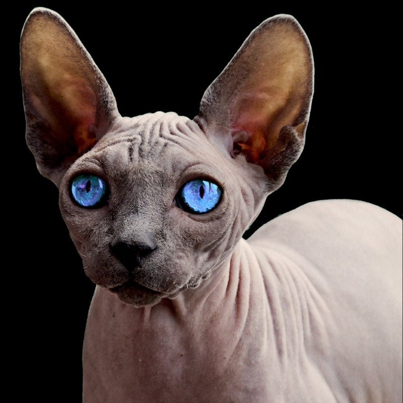 Коты породы сфинкс