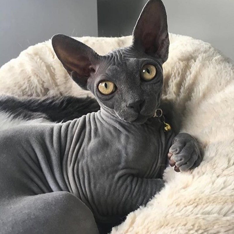 Сфинкс кохона