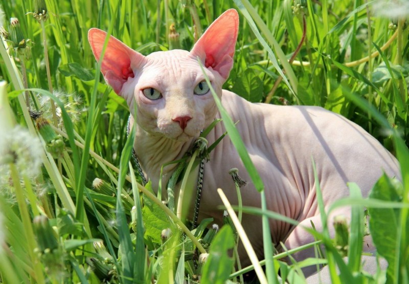 Лысый кот сфинкс котенок