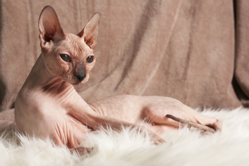 Коты сфинксы