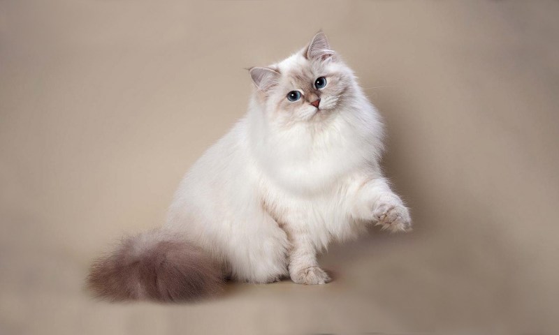 Невская маскарадная кошка
