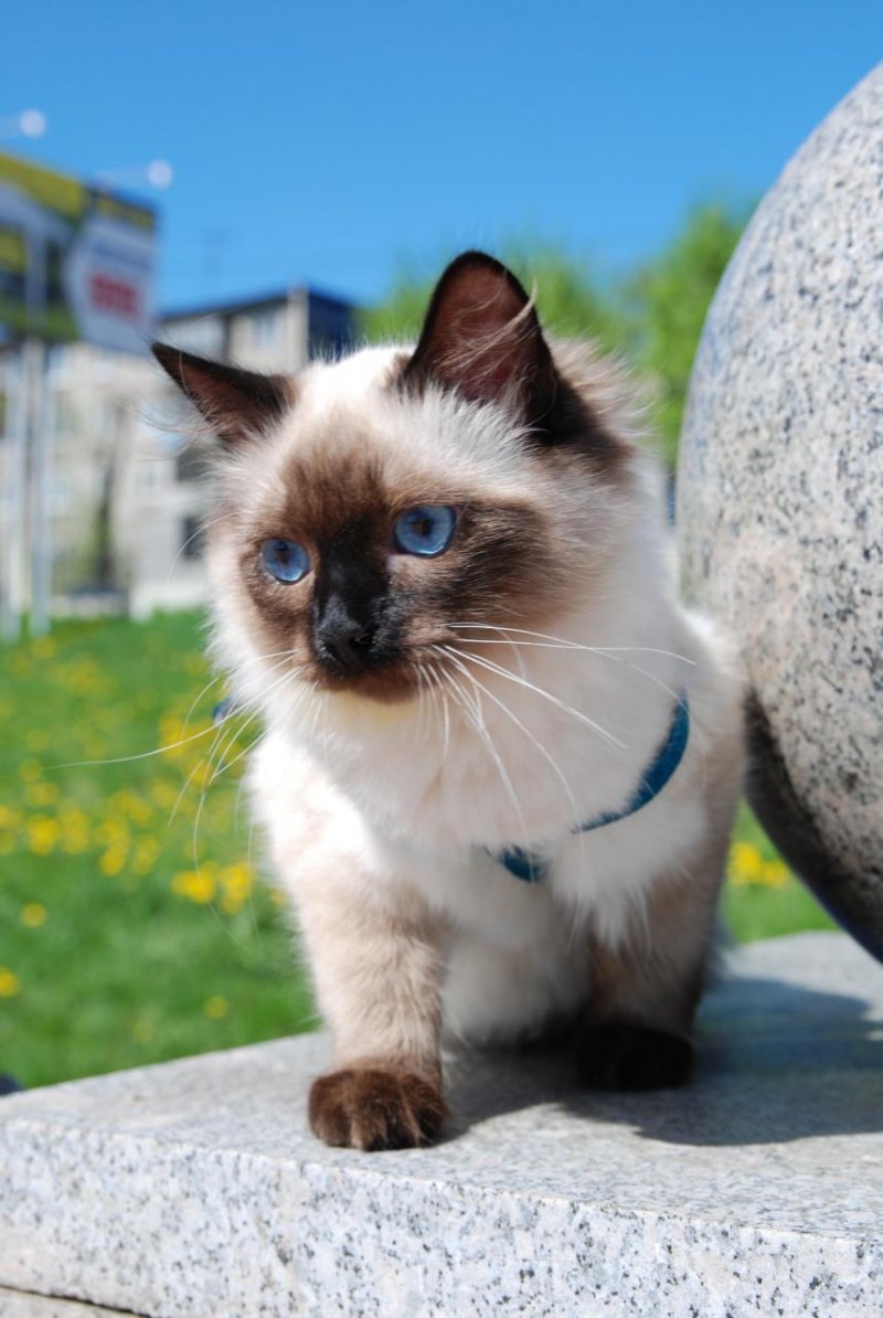 Невская маскарадная кошка короткошерстная