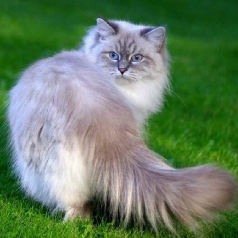 Невские маскарадные кошки котята