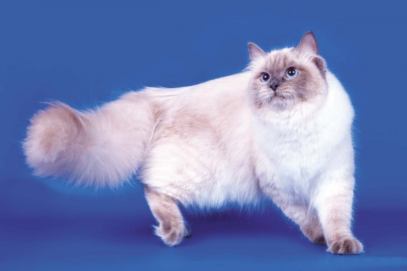 Невская кошка Невская маскарадная