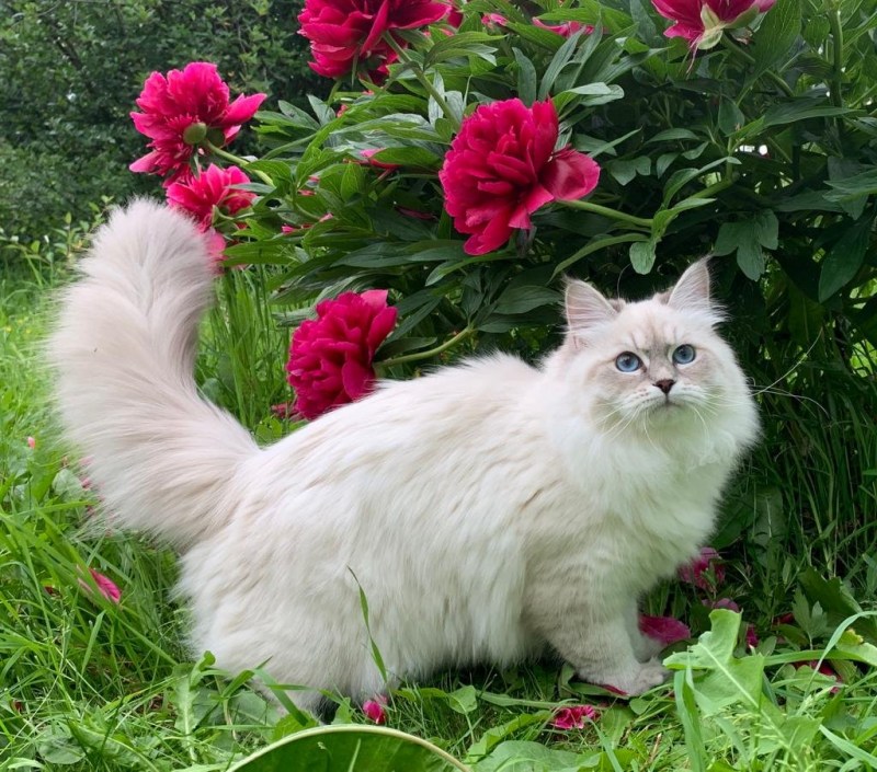 Невская маскарадная котята
