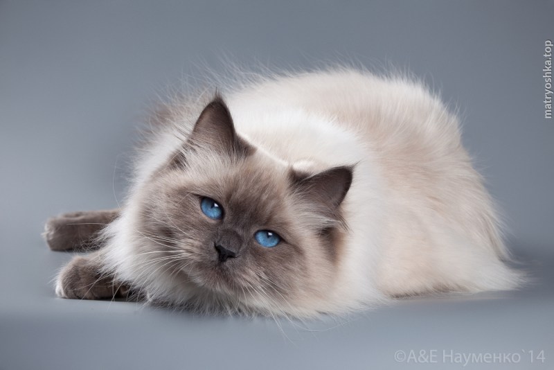 Невская маскарадная кошка