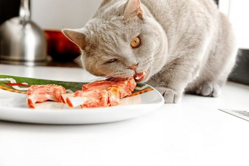 Молоко для котят