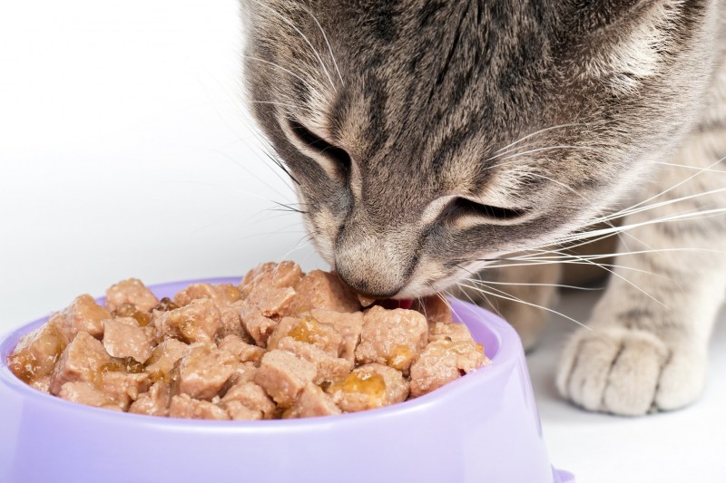 Кошачий корм Cat food
