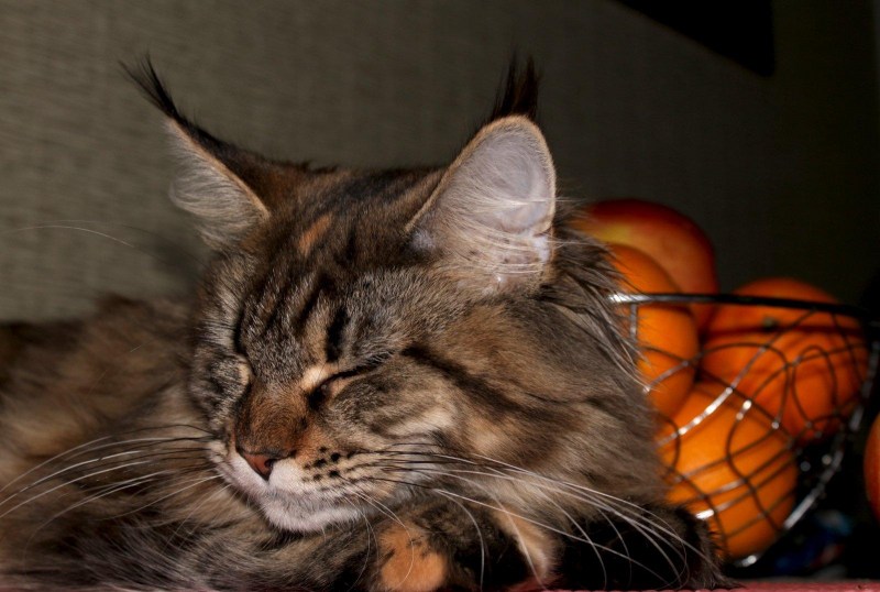 Котовок
