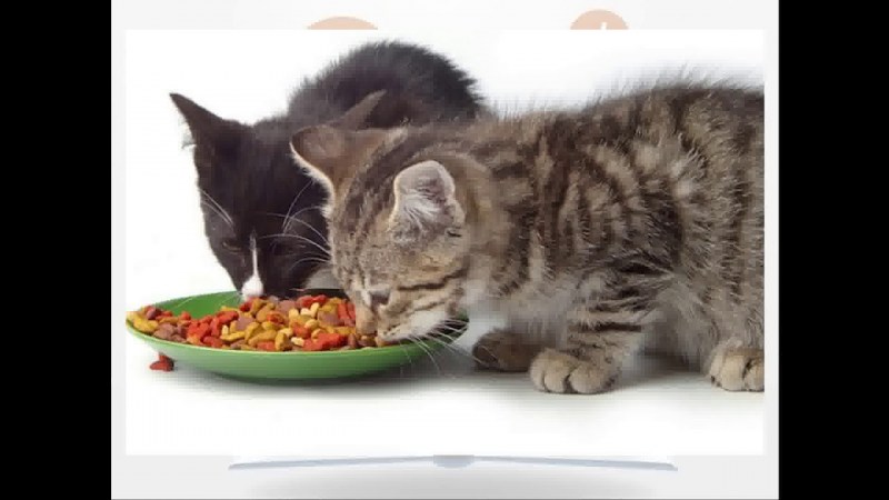 Котенок кушает