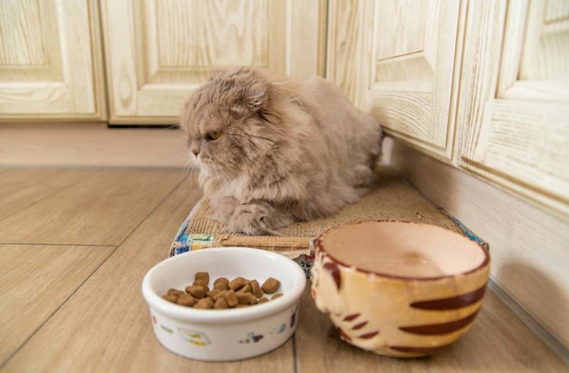 Кошачья еда для домашних
