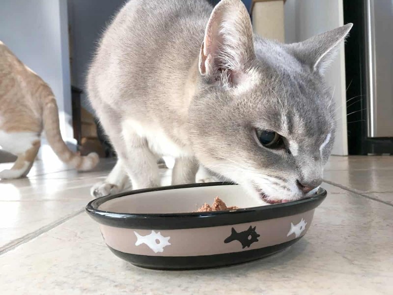 Домашняя кошка ест