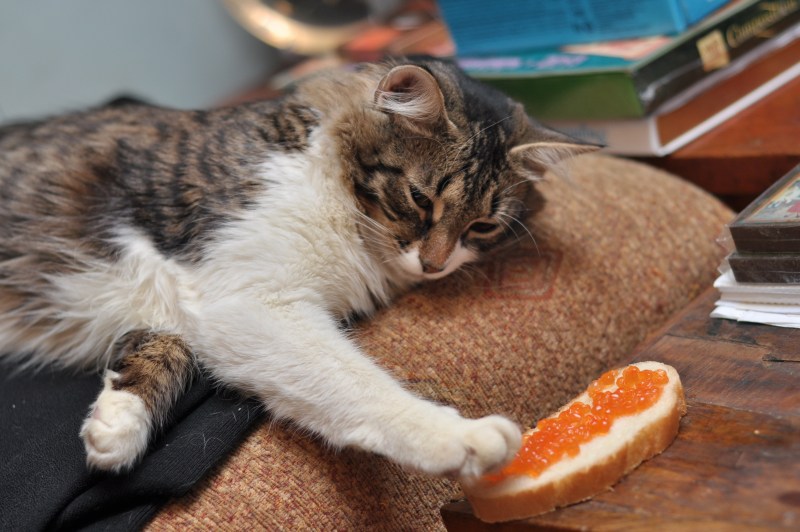 Котенок кушает