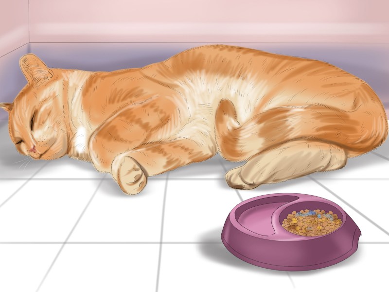 Кот с пустой миской