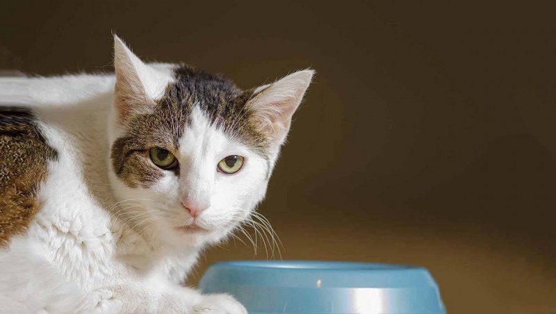 Кормление кота