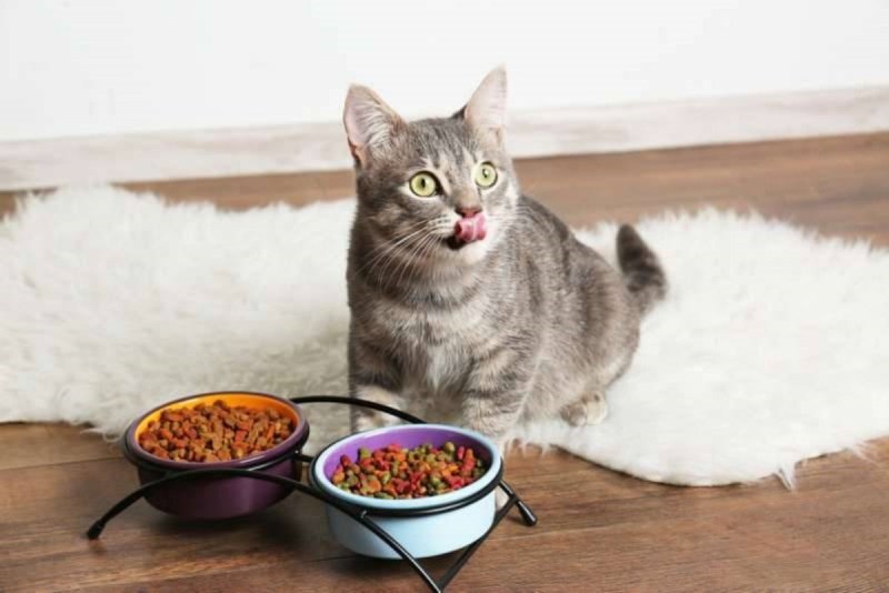 Кошка закапывает еду