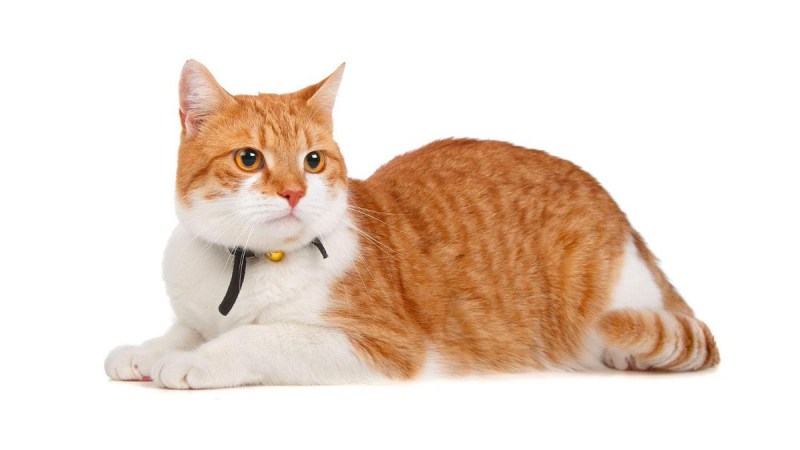 Еда для котят