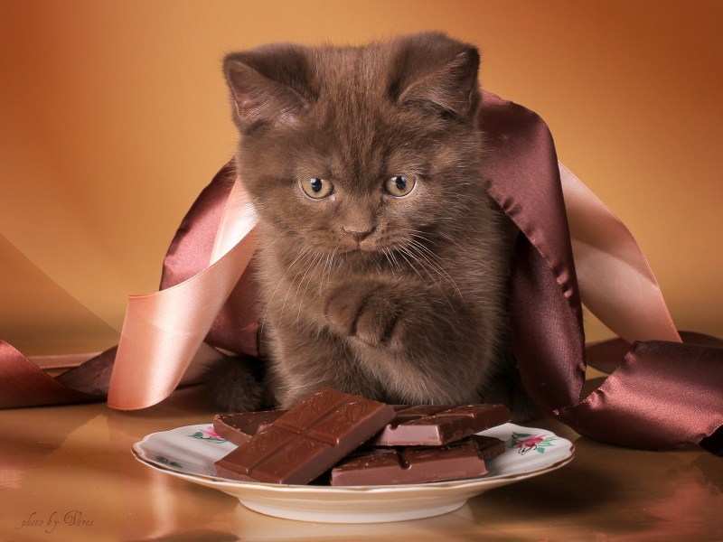 Кошка и шоколад