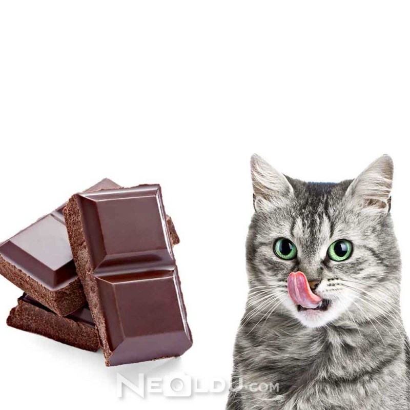 Кошка и шоколад