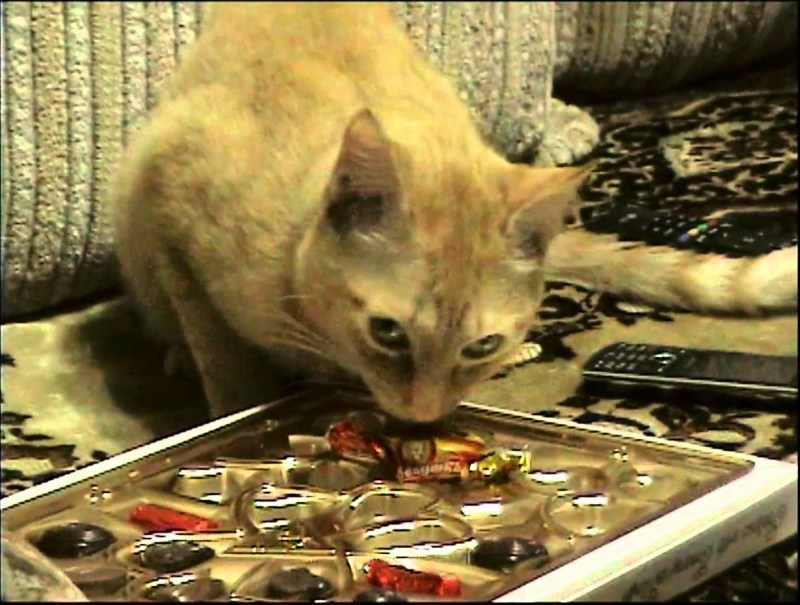 Кот ест шоколадку