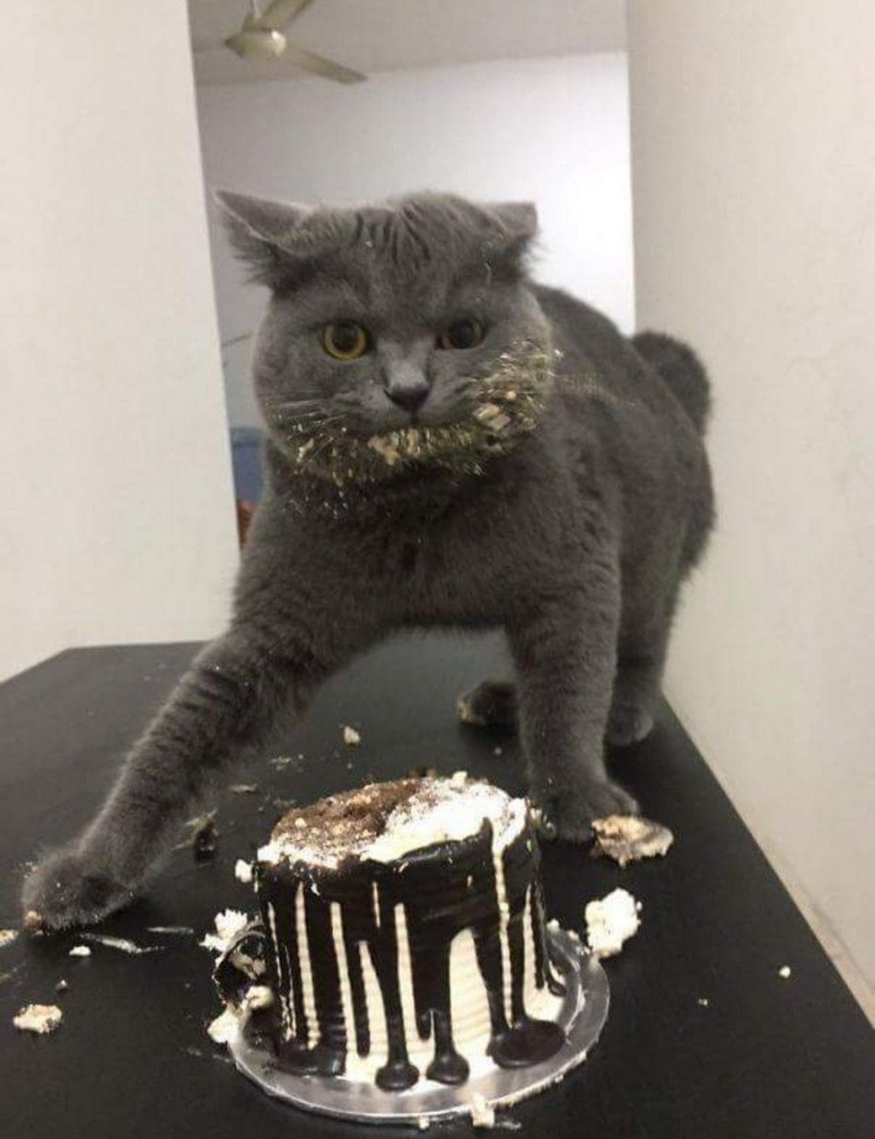Котик тор