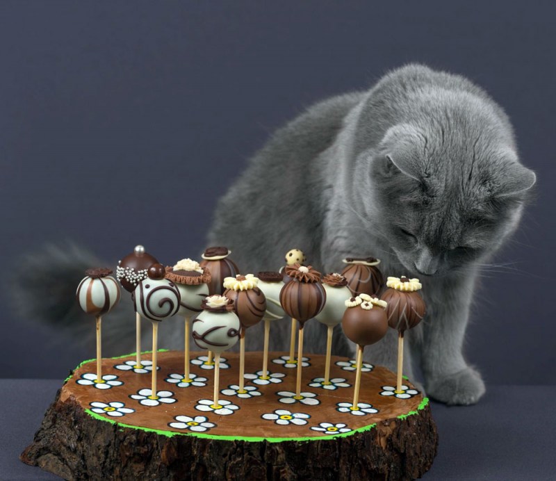 Кошка и шоколад