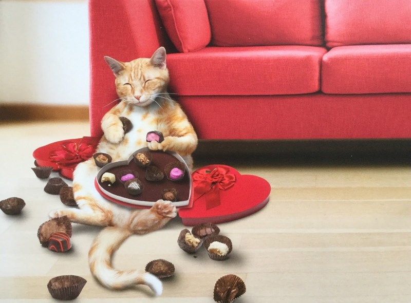 Кот и конфеты