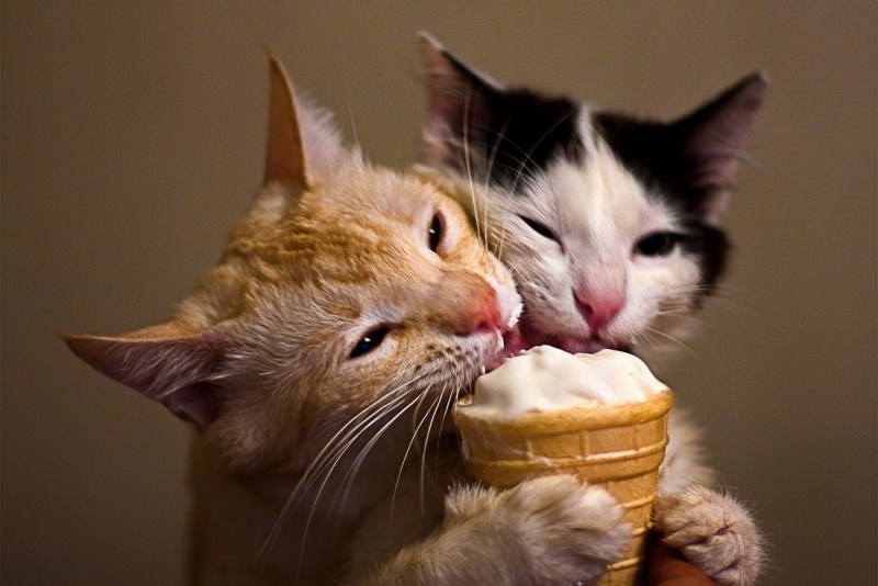 Коты и вафли