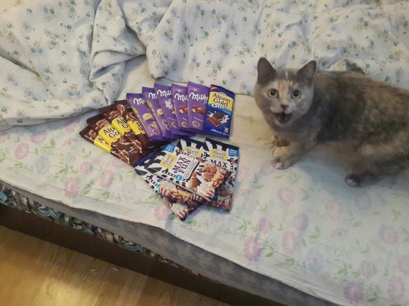 Конфеты котик