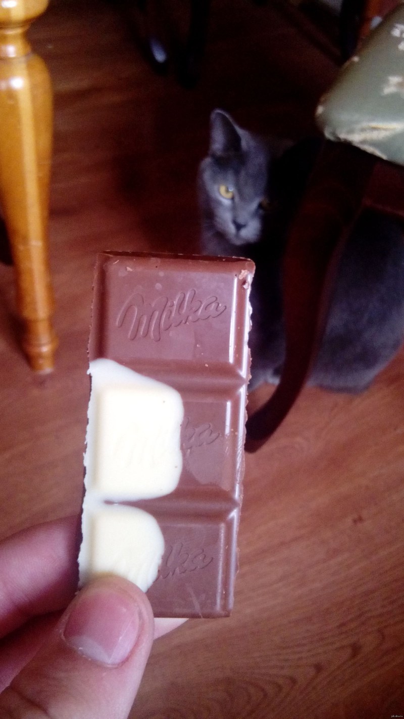 Котенок и мороженое