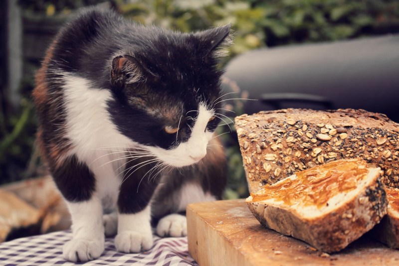 Кошка кушает