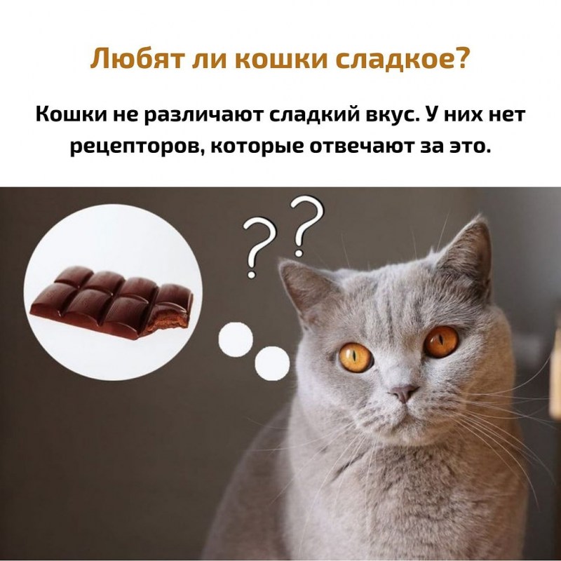 Кот и шоколад