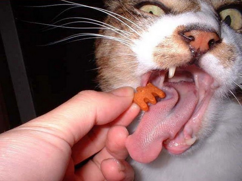 Котики которые едят тортики