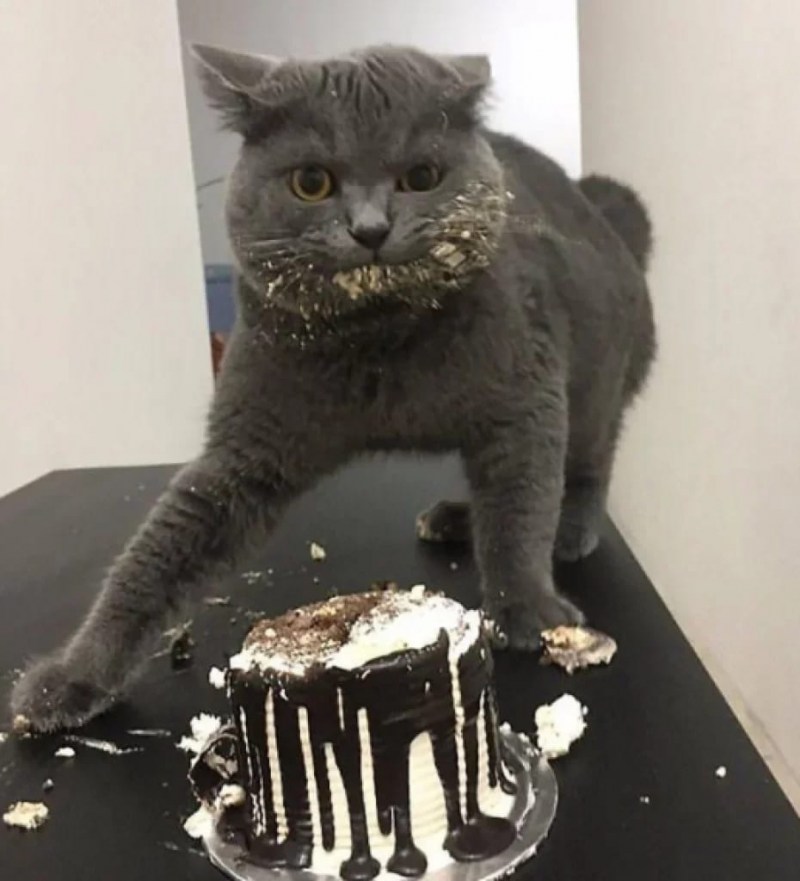 Кот и шоколад