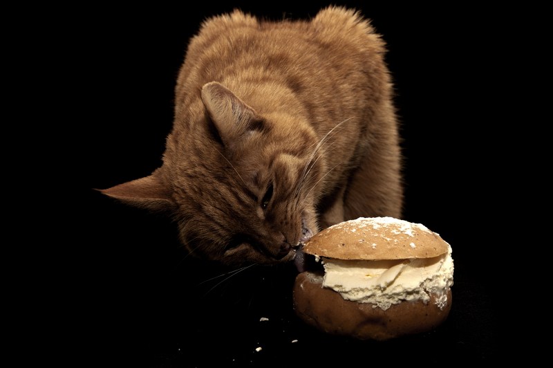 Кот ворует шоколад