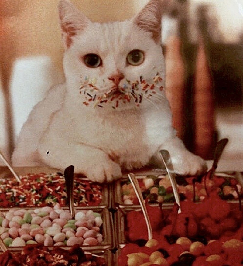 Котик мороженое