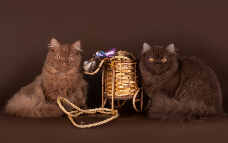 Кошка нюхает еду