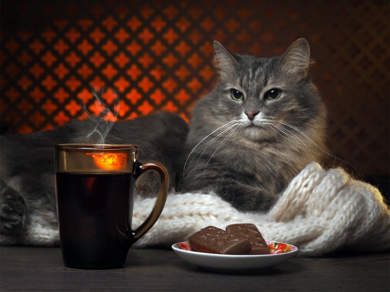 Кот с чашкой чая