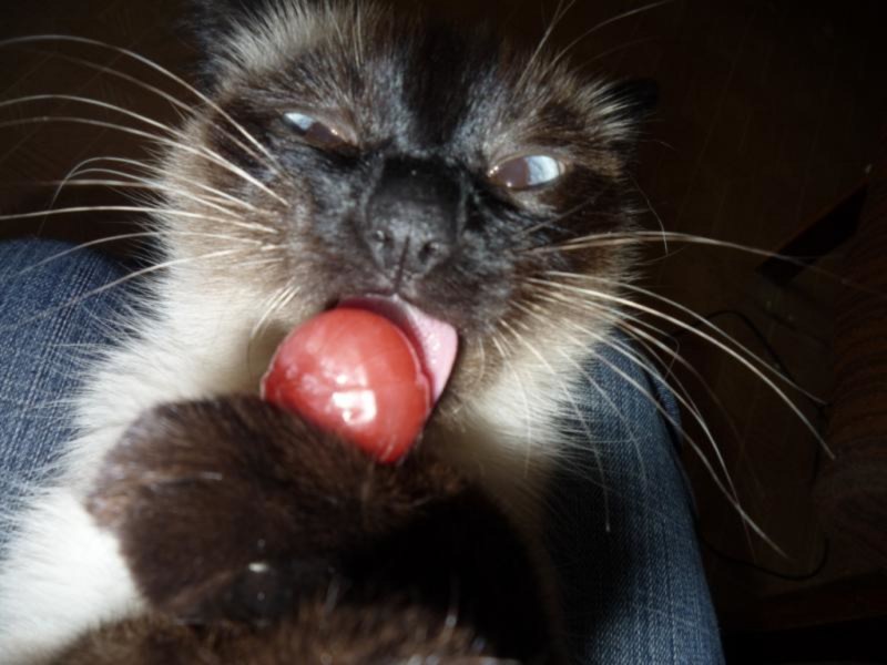 Котик с конфеткой