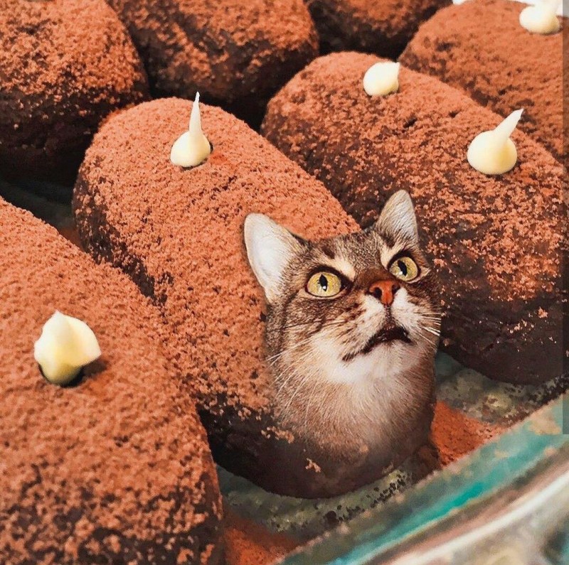 Кот ест из миски лежа
