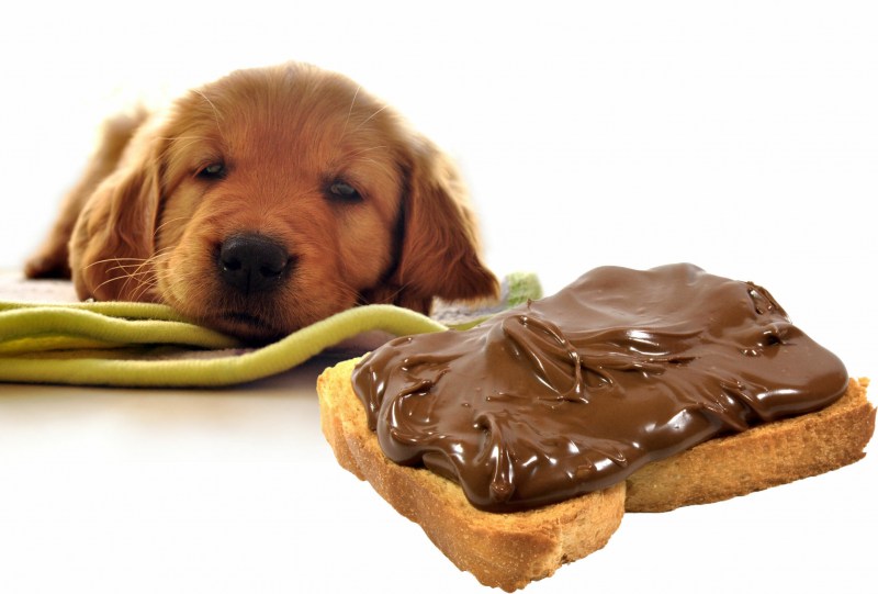 Кошка ест конфеты