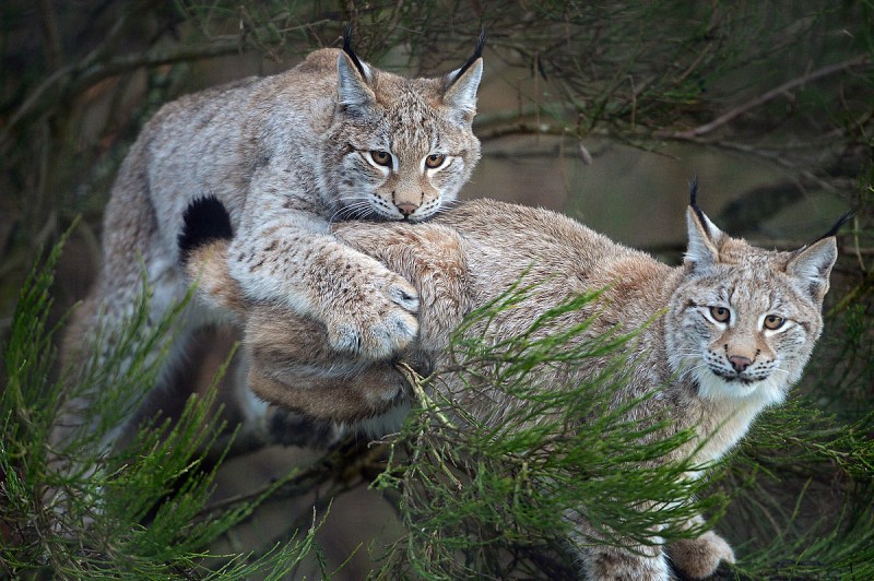 Lynx Cub