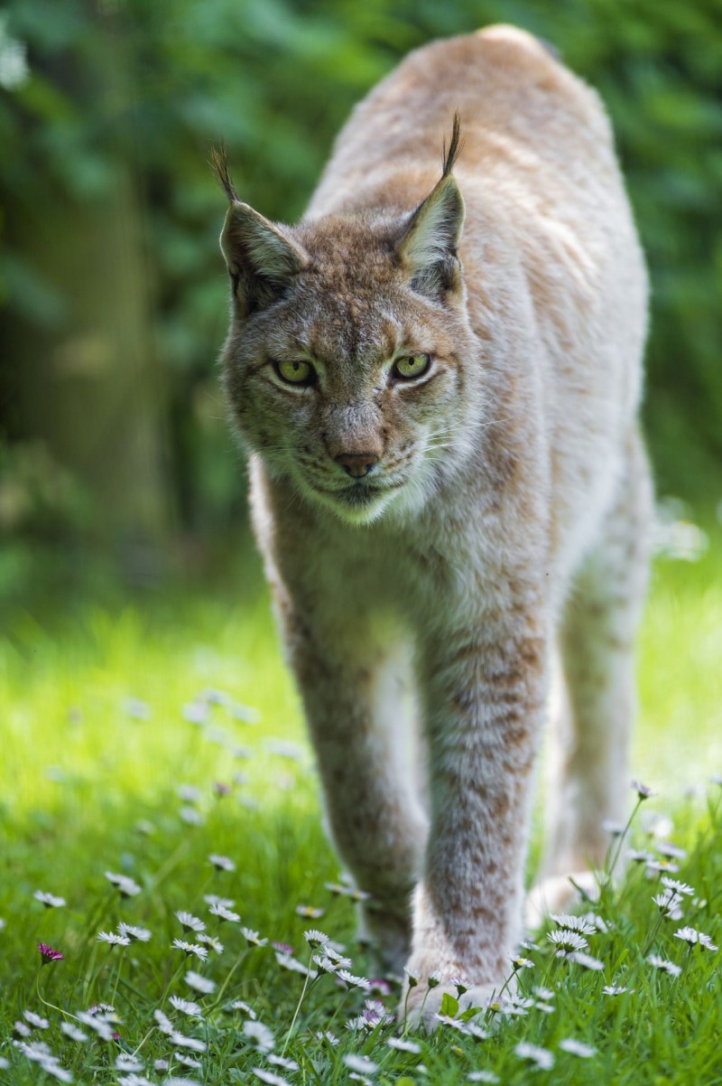 Белая Дикая кошка