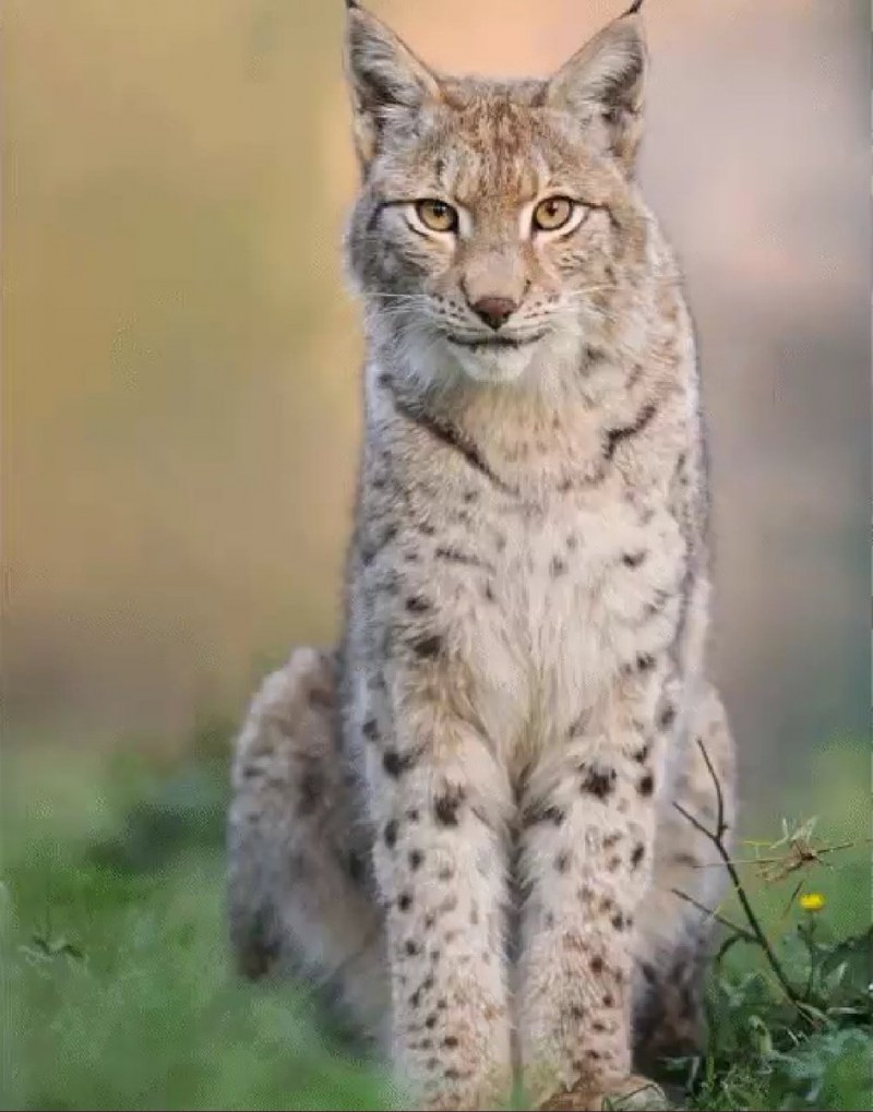Амурская Рысь