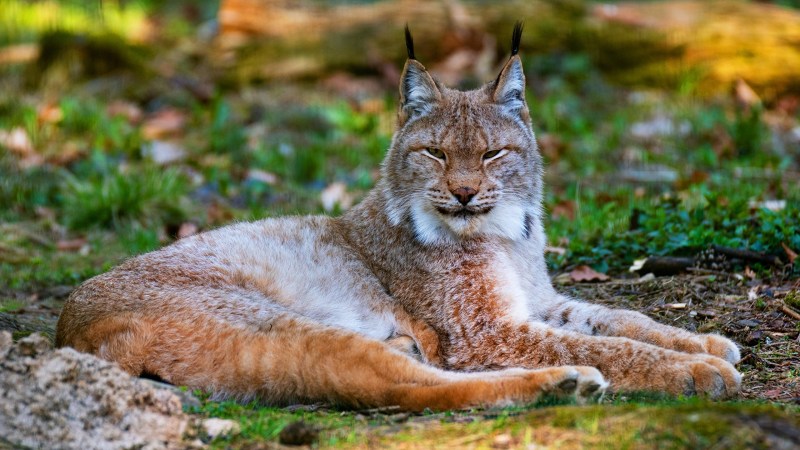 Рысь (Lynx Lynx) в дикой природе