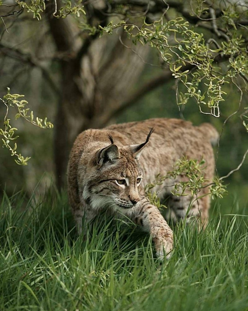 Бобкэт кошка