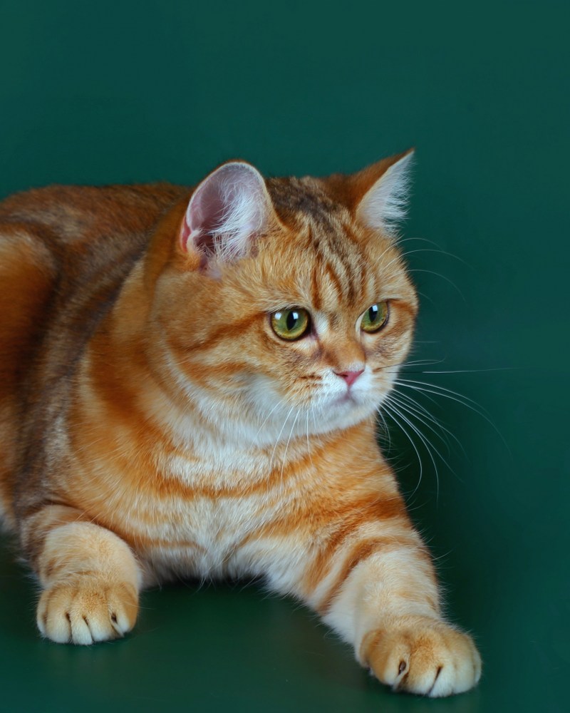 Золотая шиншилла табби кошка